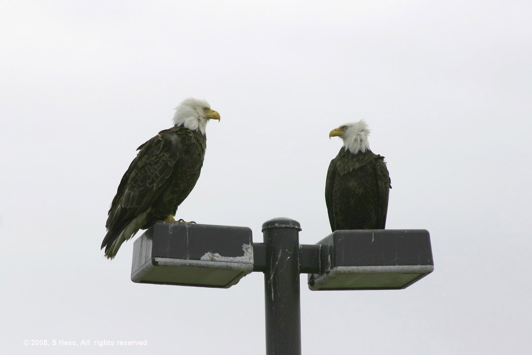 Eagles on the lampost